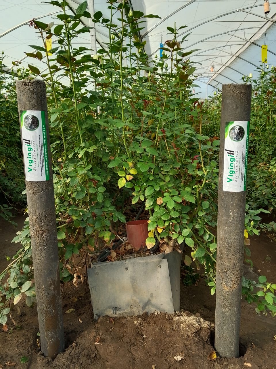 Vigingi Afrika recycled fencing